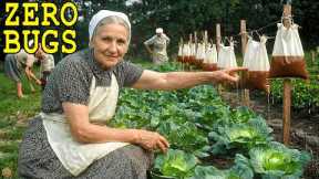 Zero Cost, No Chemicals! How Amish Grandma Keeps Pests Out of Garden Forever