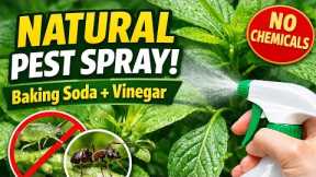 Powerful Homemade Pest Spray for Plants | Baking Soda & Vinegar Natural Insect Killer