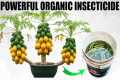 Homemade Insecticide For Plants |