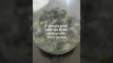 Fermented Plant Juice | Easy Way To Make FPJ For Your Plants