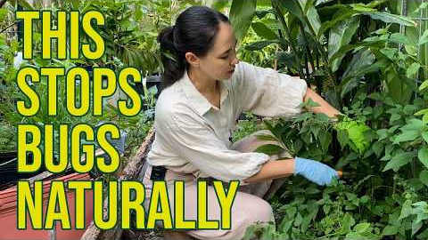 Stop Bugs From Eating Your Plants With Molasses & Nettle DIY Fermented Plant Juice Recipe