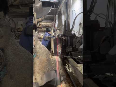 Working hard to get married--Sawing timber