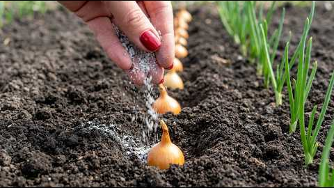 Don’t Plant Onions Until You See This – Old Gardener’s Trick for Huge Harvest