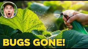 Never Spray Chemicals Again! This Natural Mix Stops Aphids Overnight