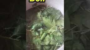 How to make Organic Pesticide from Neem leaves #shorts #viral #shorts feeds #shortvideo #ytshorts#yt