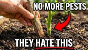 Why Amish Gardens Never Have Pests — The One Stick Method Corporations Hate.