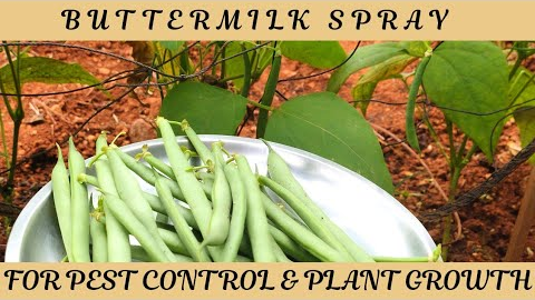 How to Use Buttermilk Spray for Healthy Plants & Effective Pest Control