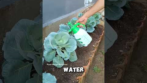 This Natural Spray Kills Pests Fast 🤯