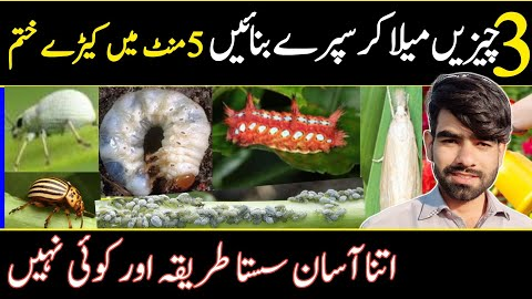 Best Homemade Bug Spray Recipe | Pest Control | Bug Spray @ATCOrganic