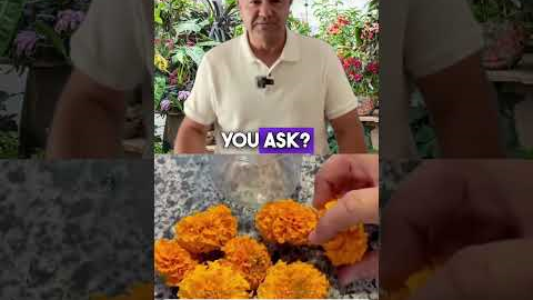 How to Make Natural Bug Repellent with Marigold 🌼  Organic Pest Control #shorts