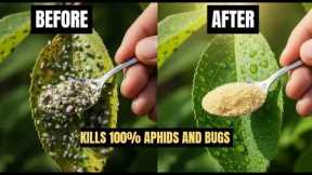 STOP using Pesticides! This 1 Spoon Kills Aphids & mealybugs in 10 seconds - SAFE for kids & pets.