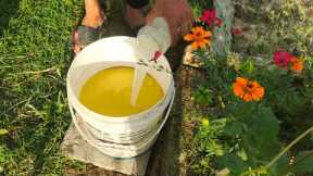 Natural Pest Spray for Plants (No Chemicals!) || Organic Spray For Plant Booster