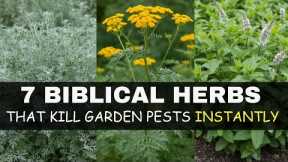 These 7 Biblical Herbs Grow Like WEEDS and Kill Garden Pests
