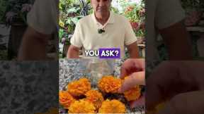 How to Make Natural Bug Repellent with Marigold 🌼  Organic Pest Control #shorts
