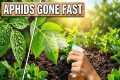 Stop Aphids Fast — This Homemade