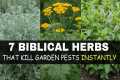 These 7 Biblical Herbs Grow Like
