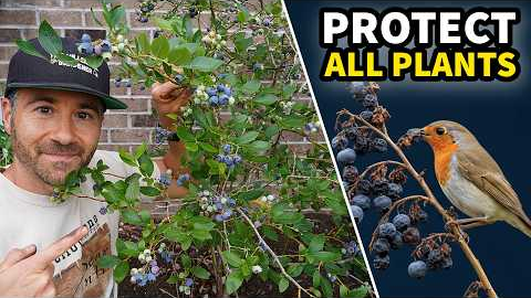 The Easy Way to Protect ALL Plants From ALL Pests!