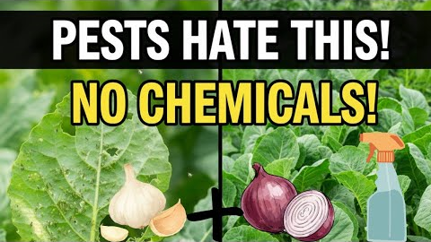Stop Plant Pests Naturally! Garlic & Onion DIY Spray (Easy Home Method)