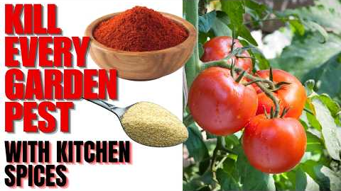 KILL Every Pest In Your Vegetable Garden | Guaranteed Safe METHOD