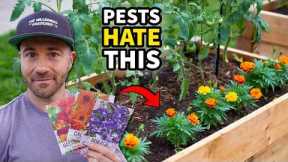 These Powerful Plants STOP Garden Pests Without Harsh Chemicals!