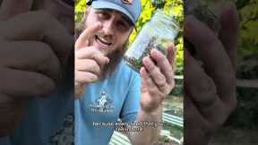 A way to NATURALLY deter garden pests
