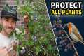 The Easy Way to Protect ALL Plants