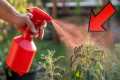100% Stop Garden Pests FOR GOOD With