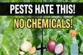 Stop Plant Pests Naturally! Garlic