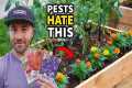 These Powerful Plants STOP Garden