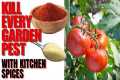 KILL Every Pest In Your Vegetable