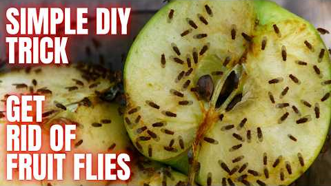 Easy Way To Rid Your Kitchen Of Fruit Flies | DIY TRICK WORKS 100% EVERYTIME