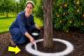 3 Foolproof Methods to Eliminate Ants,