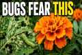 Bugs Hate These 7 Plants — No