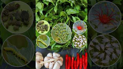 Homemade Organic Pesticide #pesticides  #v87garden  #gardening