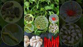 Homemade Organic Pesticide #pesticides  #v87garden  #gardening