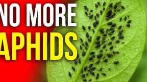 Homemade Citrus Insecticide That Actually Works!