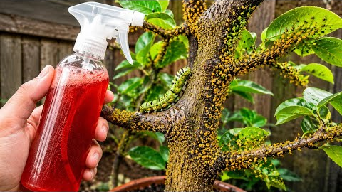 KILL THEM ALL IN 3 SECONDS! Aphids, Mealybugs, Caterpillars, Whiteflies & Mites ,DIY Homemade