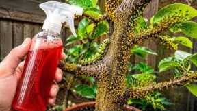 KILL THEM ALL IN 3 SECONDS! Aphids, Mealybugs, Caterpillars, Whiteflies & Mites ,DIY Homemade